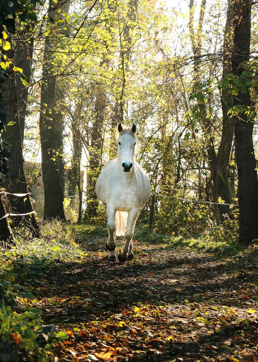 Galeriebild aus der Kategorie Tiere