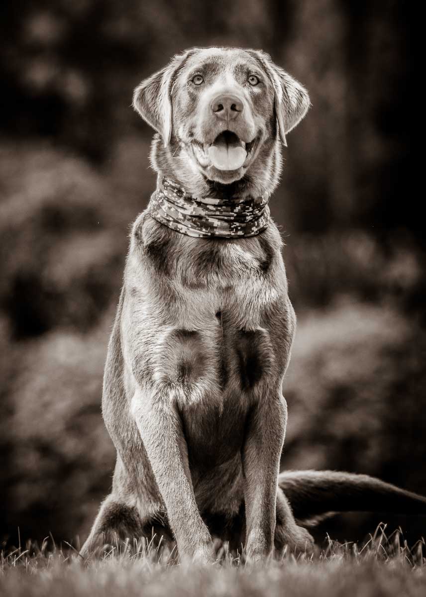 Galeriebild aus der Kategorie Tiere