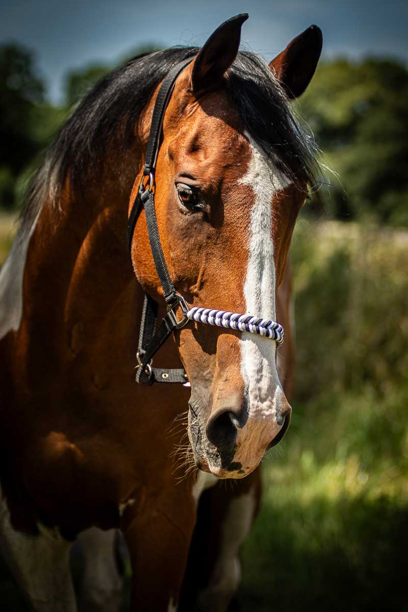 Galeriebild aus der Kategorie Tiere