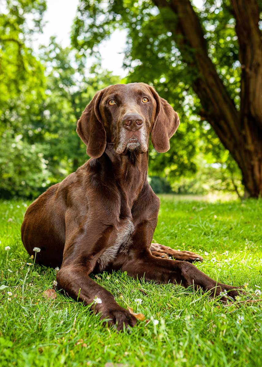 Galeriebild aus der Kategorie Tiere