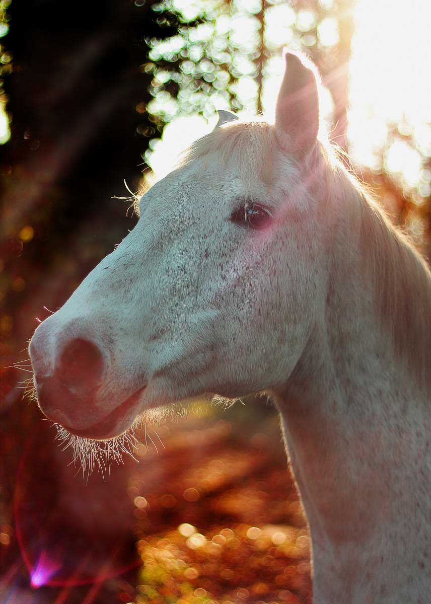 Galeriebild aus der Kategorie Tiere