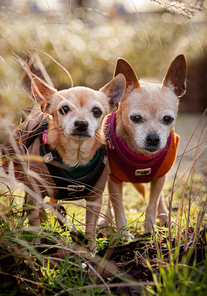 Galeriebild aus der Kategorie Tiere