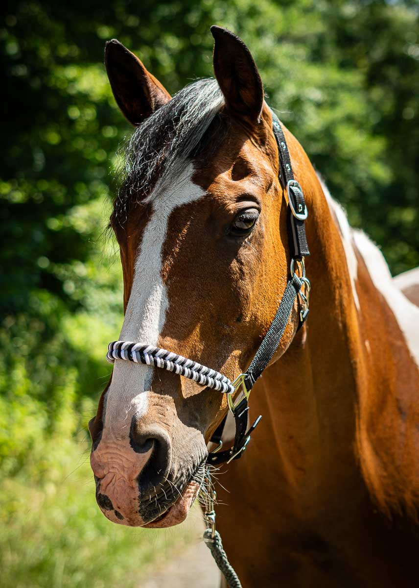 Galeriebild aus der Kategorie Tiere
