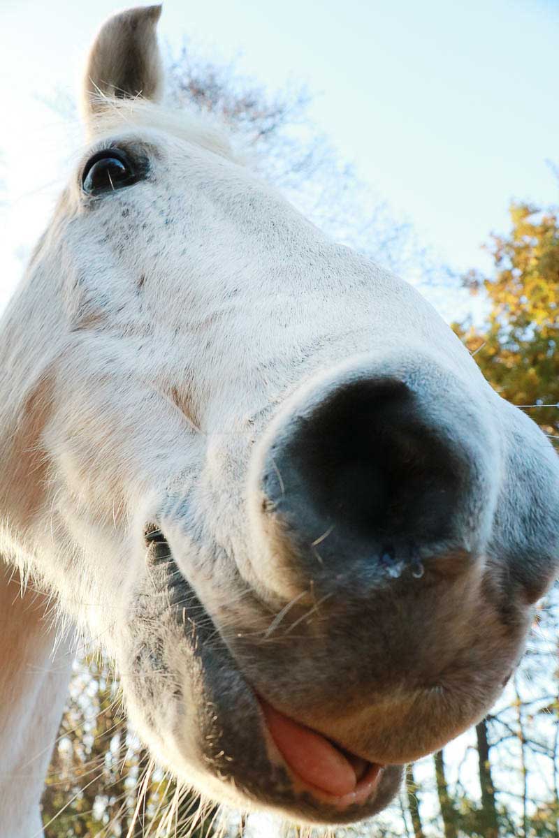 Galeriebild aus der Kategorie Tiere