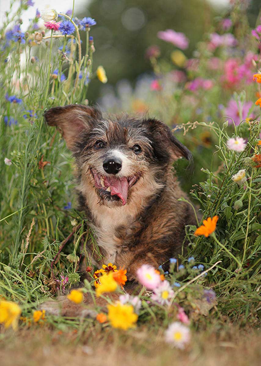 Galeriebild aus der Kategorie Tiere