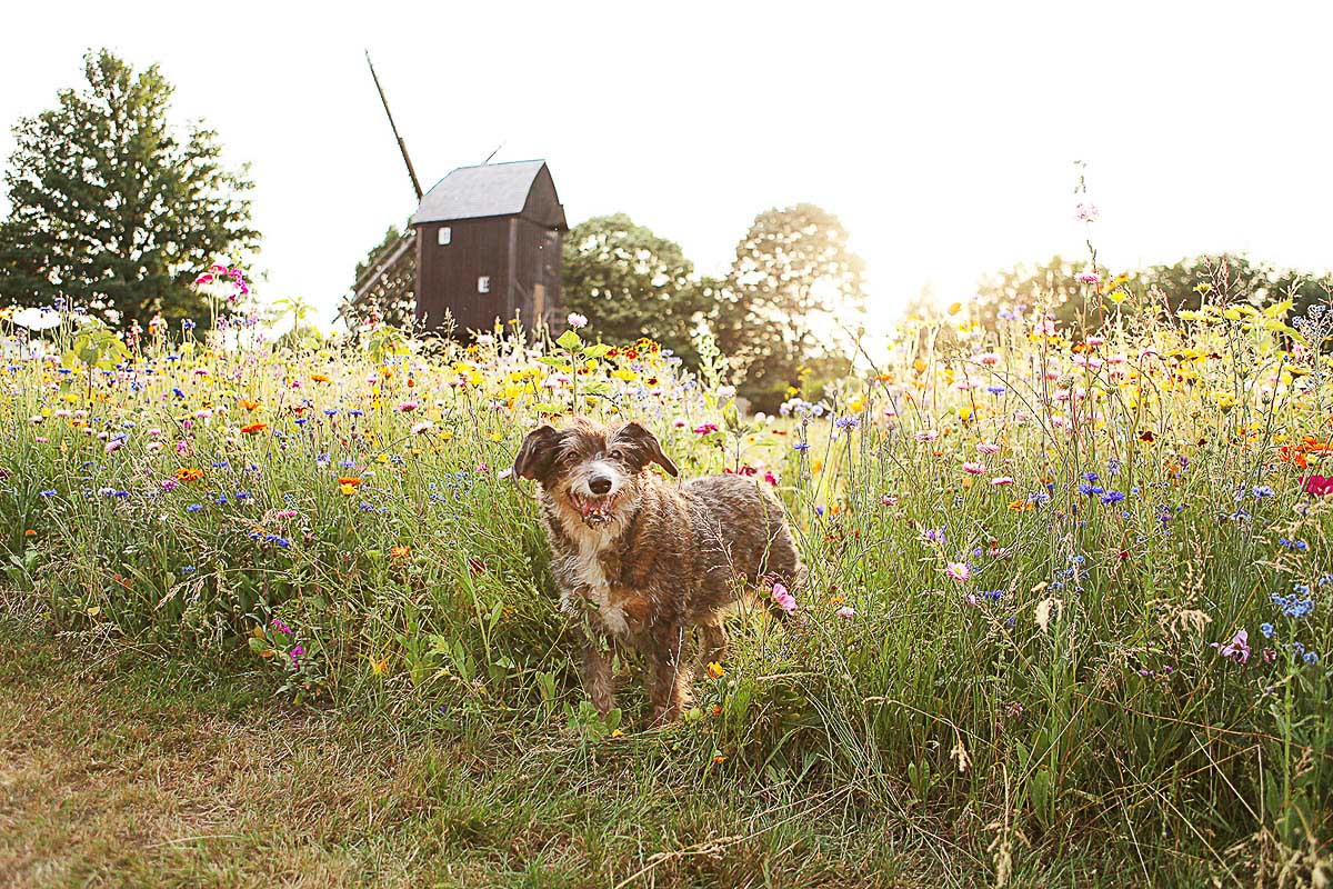 Galeriebild aus der Kategorie Tiere