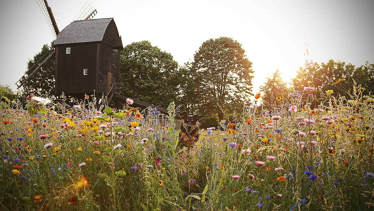 Galeriebild aus der Kategorie Tiere