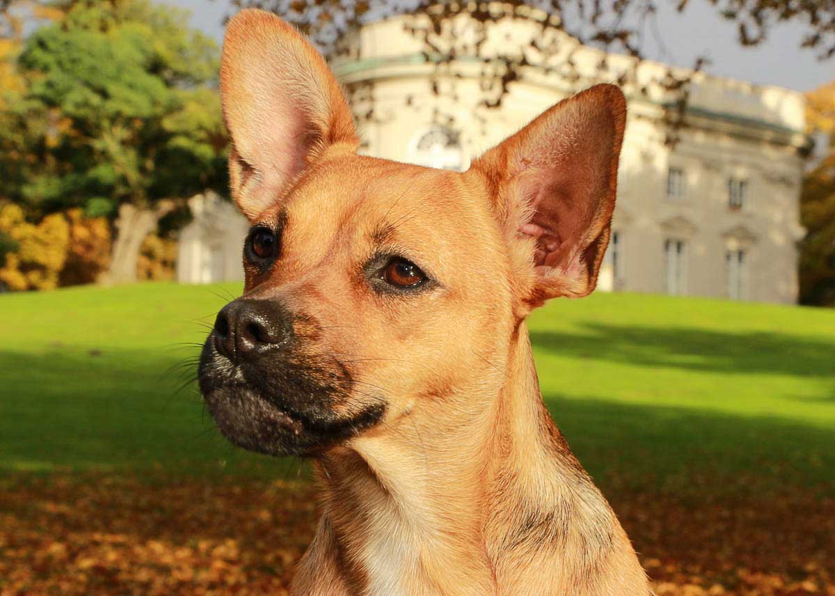 Galeriebild aus der Kategorie Tiere