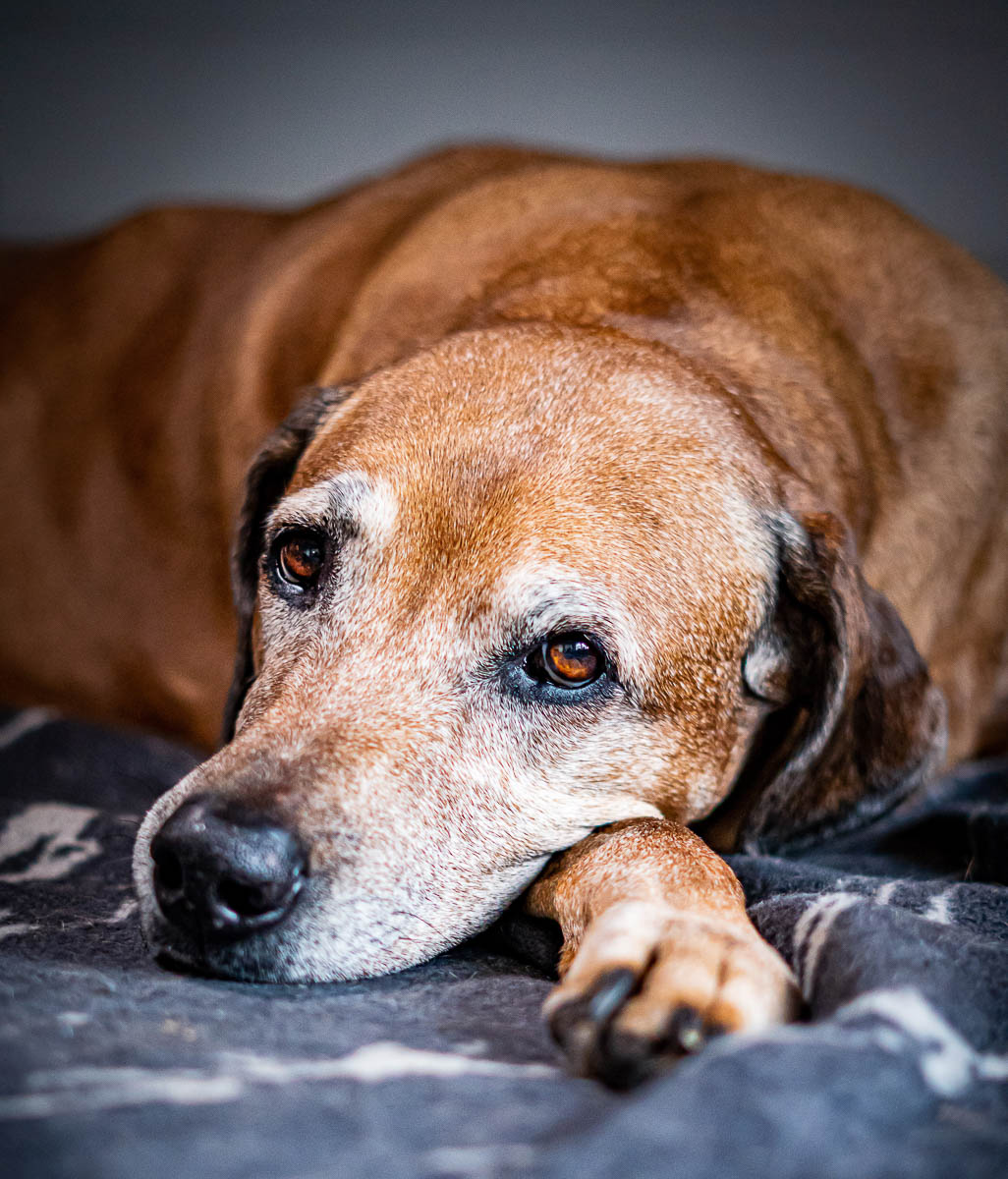 Galeriebild aus der Kategorie Tiere