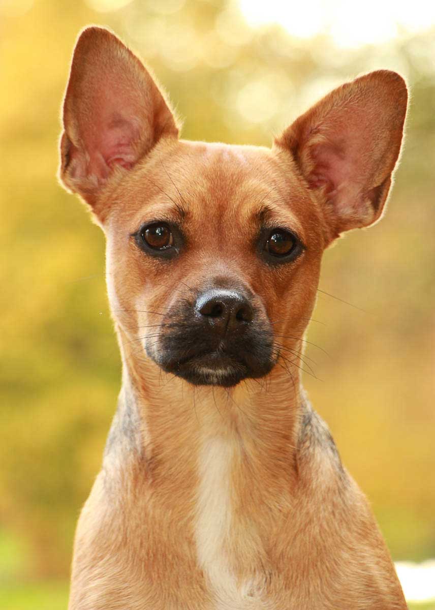 Galeriebild aus der Kategorie Tiere