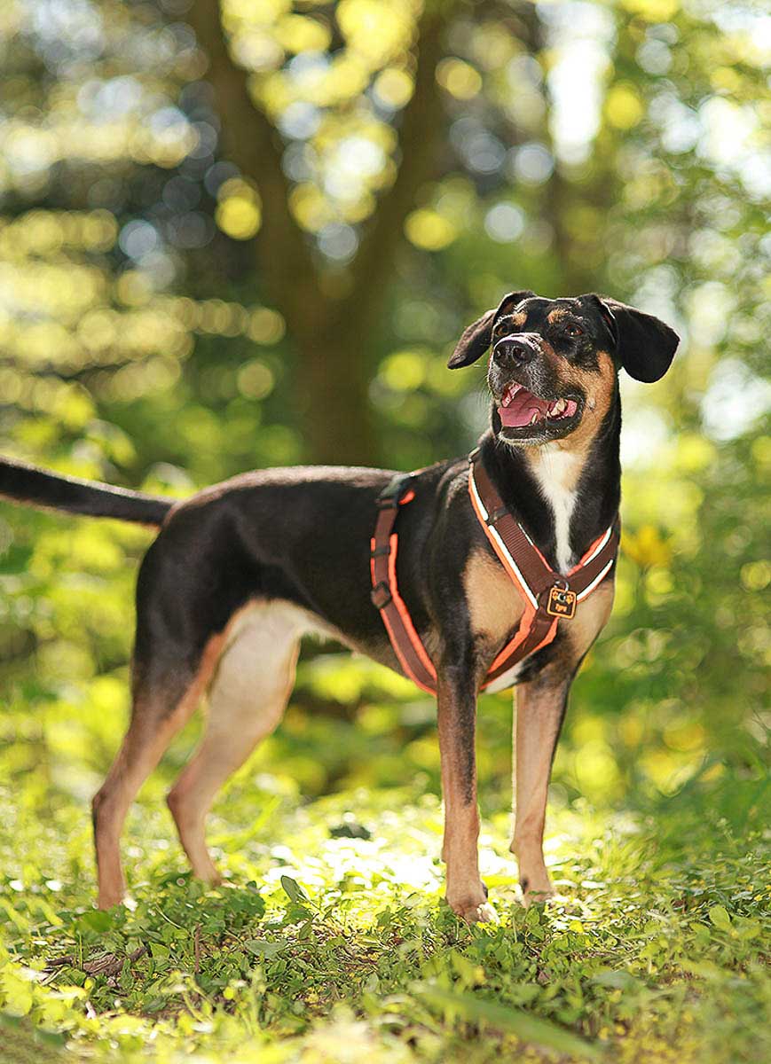 Galeriebild aus der Kategorie Tiere