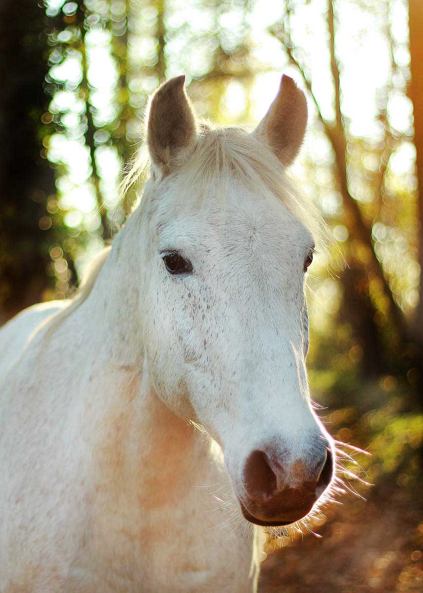 Galeriebild aus der Kategorie Tiere