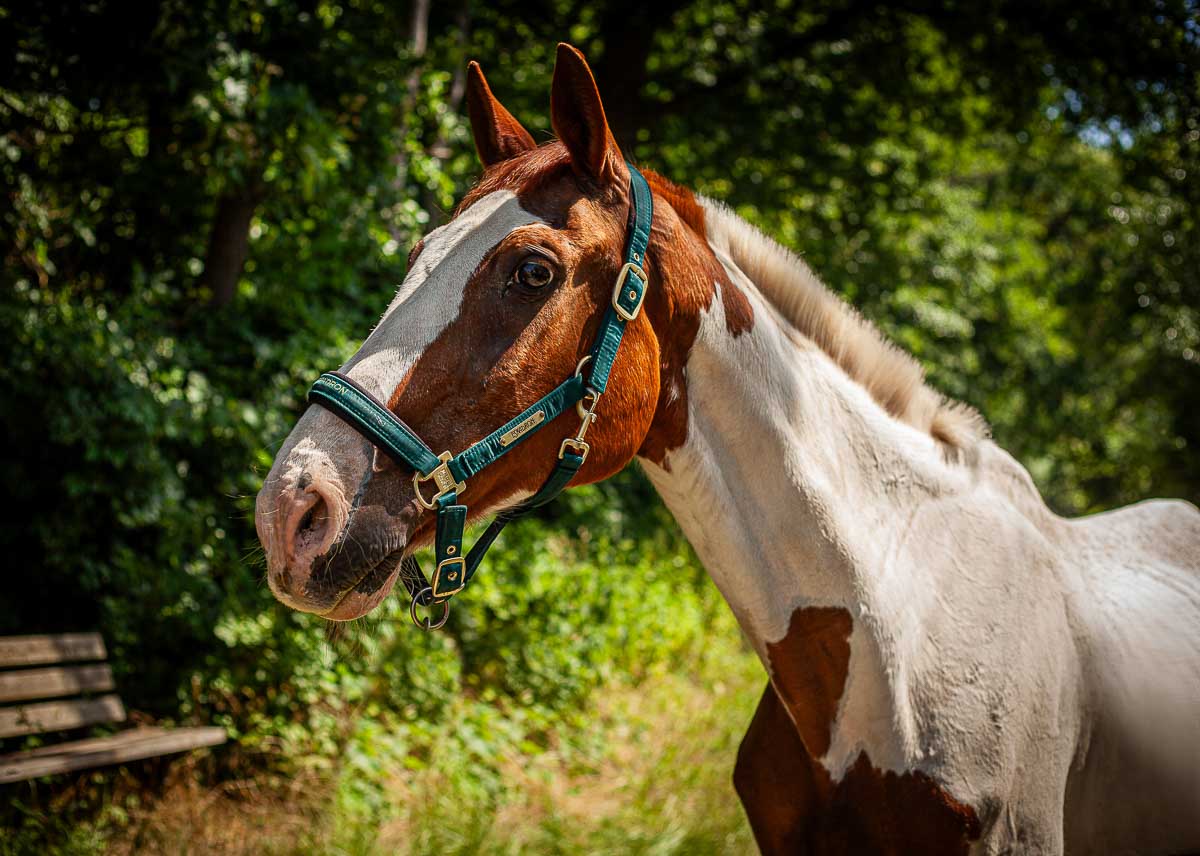 Galeriebild aus der Kategorie Tiere