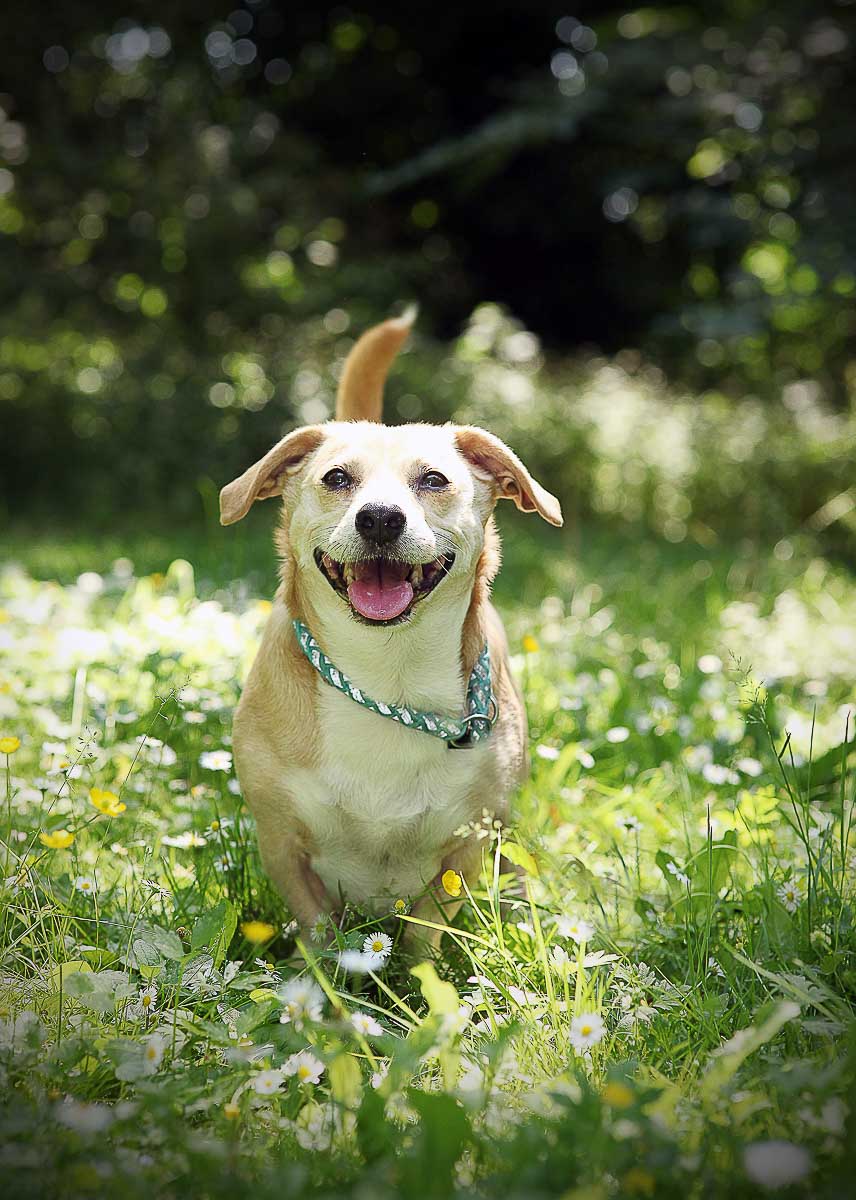 Galeriebild aus der Kategorie Tiere