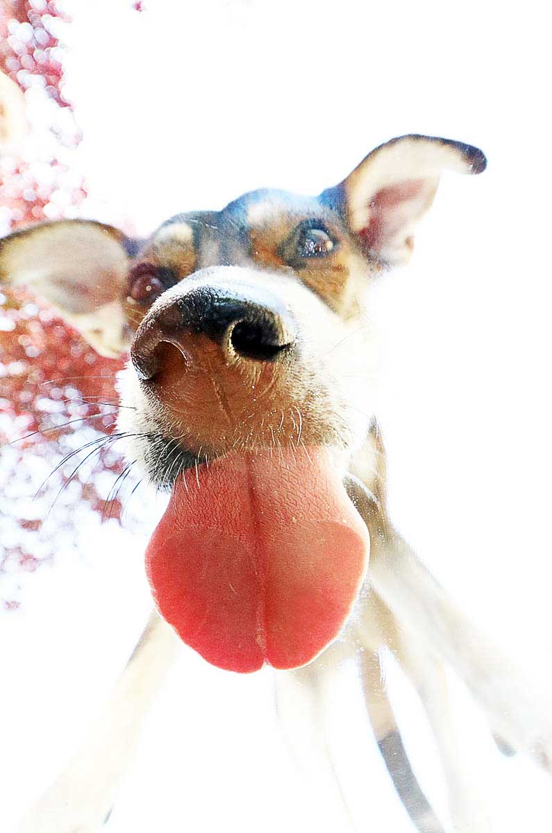 Galeriebild aus der Kategorie Tiere