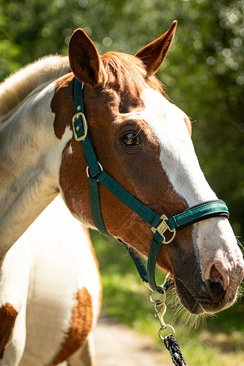 Galeriebild aus der Kategorie Tiere