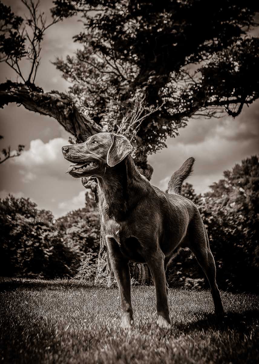 Galeriebild aus der Kategorie Tiere