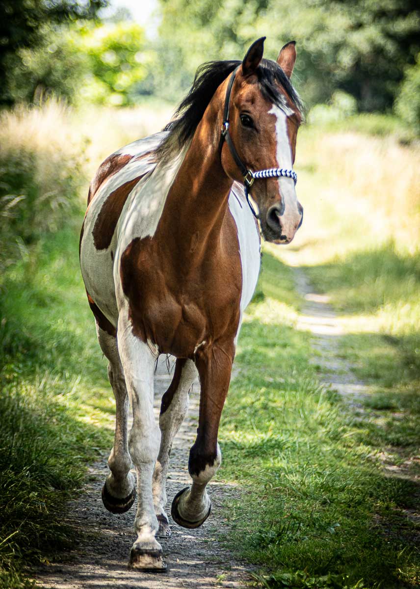 Galeriebild aus der Kategorie Tiere