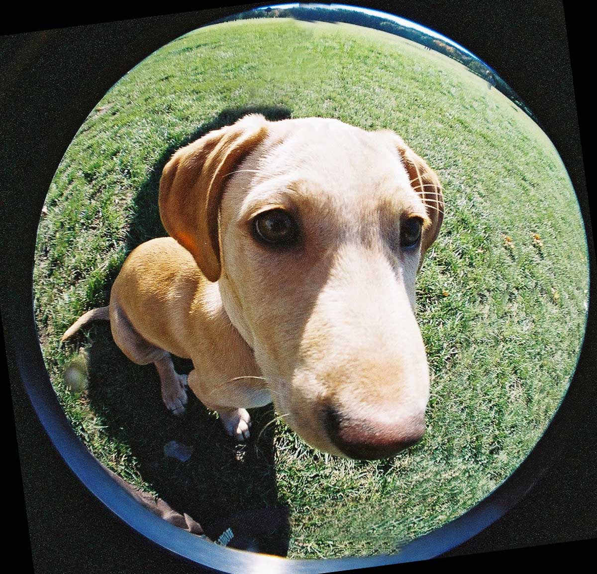 Galeriebild aus der Kategorie Tiere