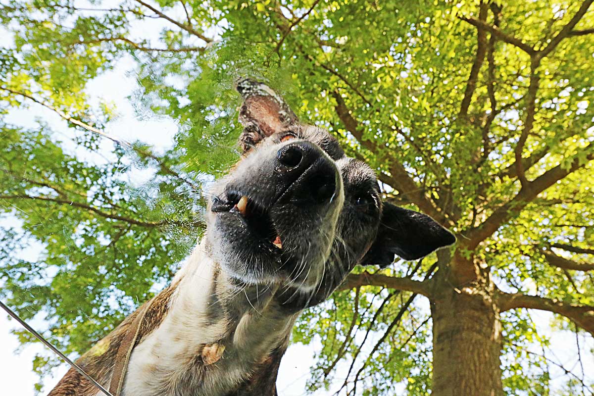 Galeriebild aus der Kategorie Tiere