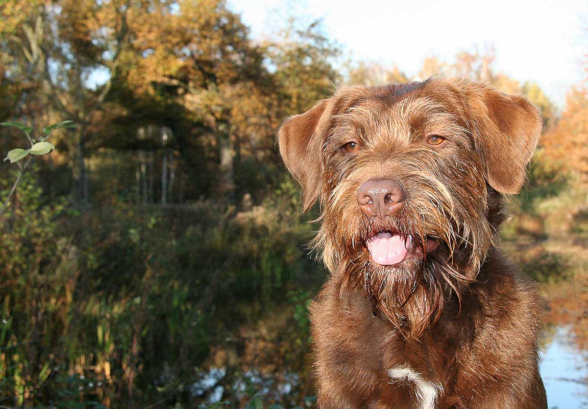 Galeriebild aus der Kategorie Tiere