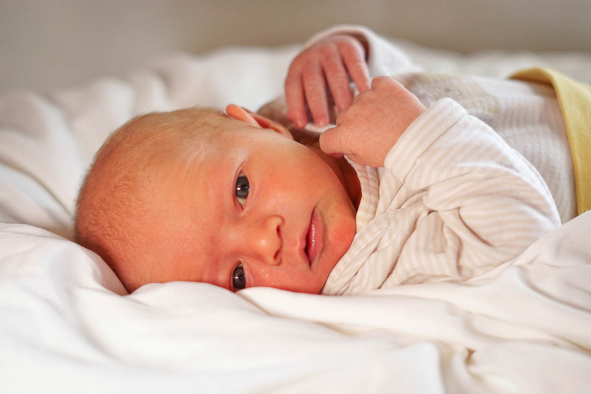 Galeriebild aus der Kategorie Frisch geschlüpft